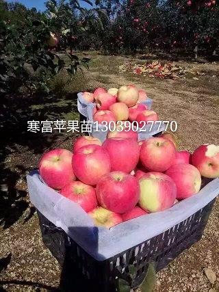 寒富苹果苗｜吉林寒富苹果苗｜内蒙寒富｜辽宁寒富果树苗