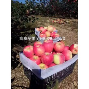 寒富苹果苗｜吉林寒富苹果苗｜内蒙寒富｜辽宁寒富果树苗