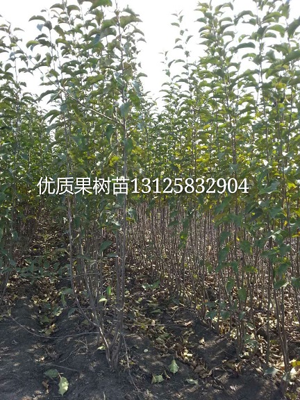吉林123果树苗｜金红123苹果苗｜内蒙黑龙江果树苗