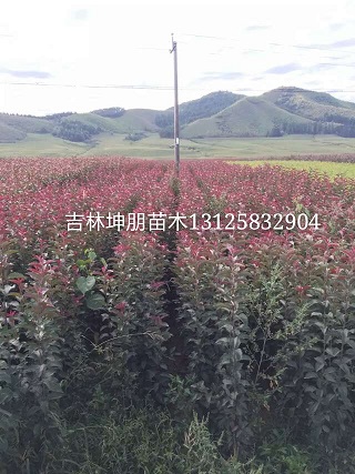 出售红叶榆叶梅｜王族海棠｜红叶李｜吉林坤朋苗圃