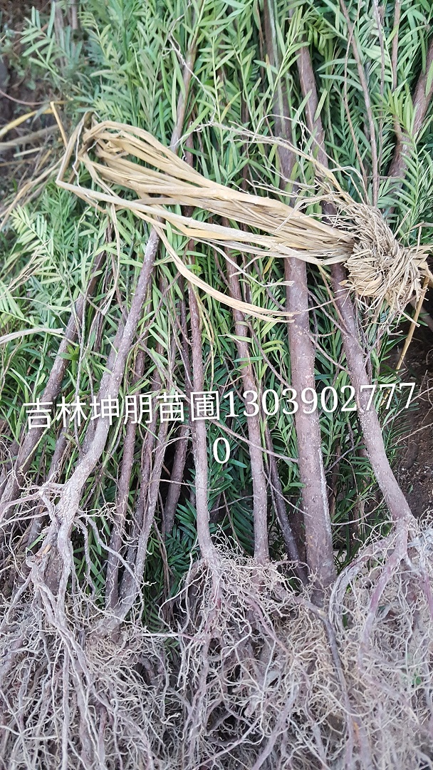 出售红豆杉苗｜吉林红豆杉｜黑龙江红豆杉｜占地苗