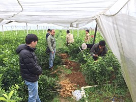 楚雄州果苗批发出售多少钱_楚雄州好的果苗出售基地