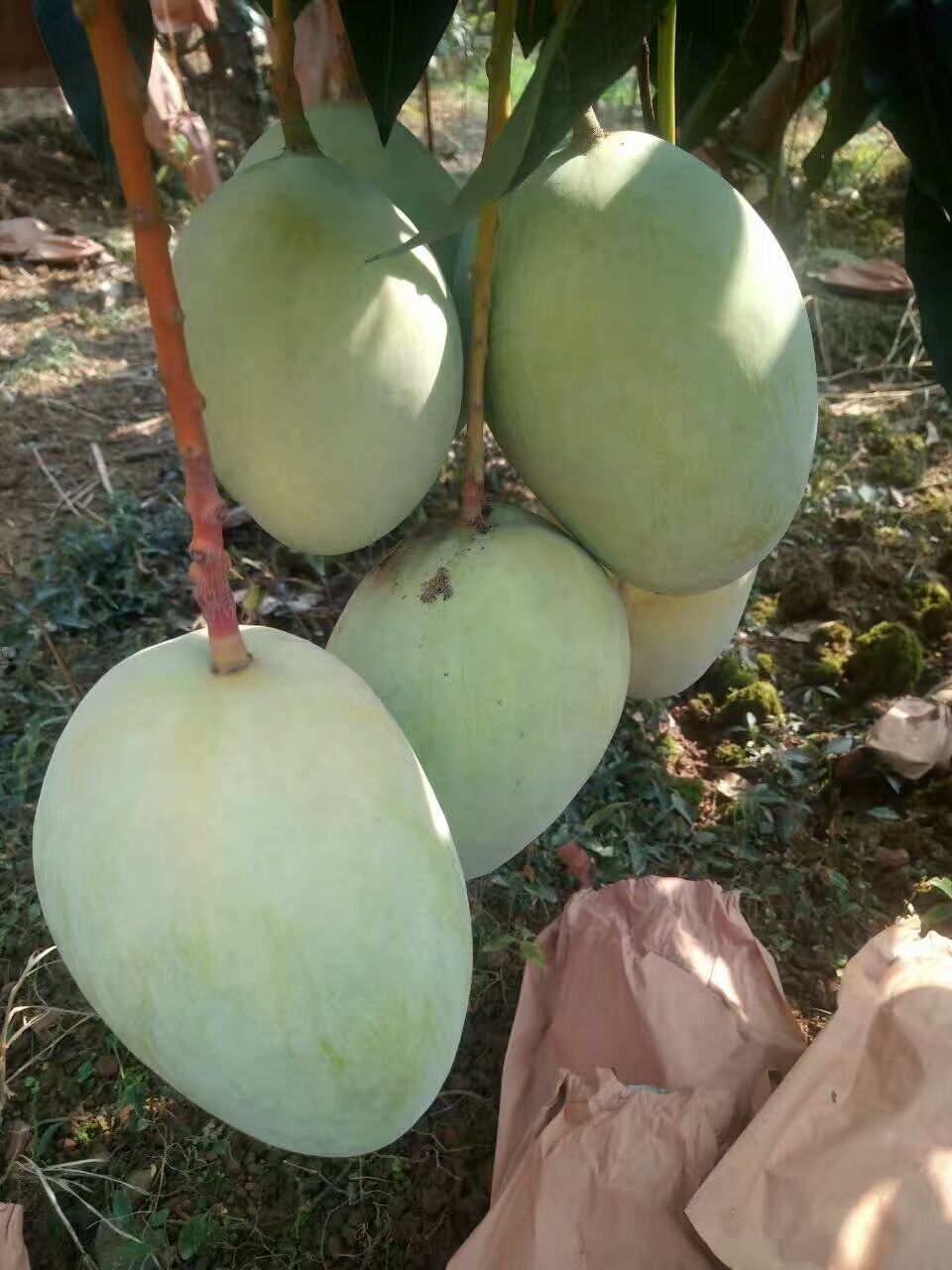 苗圃供应各品种芒果嫁接苗