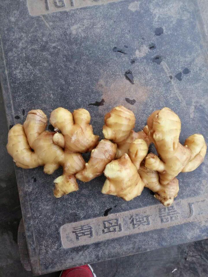 山东生姜批发行情趋势