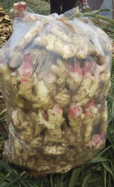 山东生姜批发行情价格