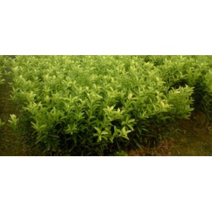 福州哪里有福州鹿寨蜜橙苗卖