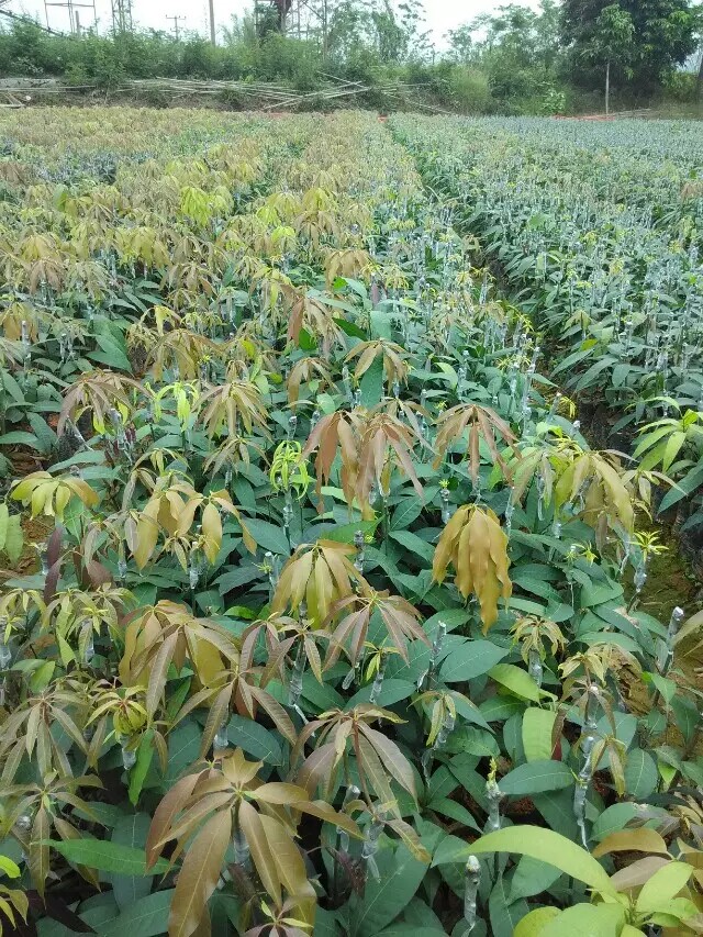 供应嫁接芒果苗