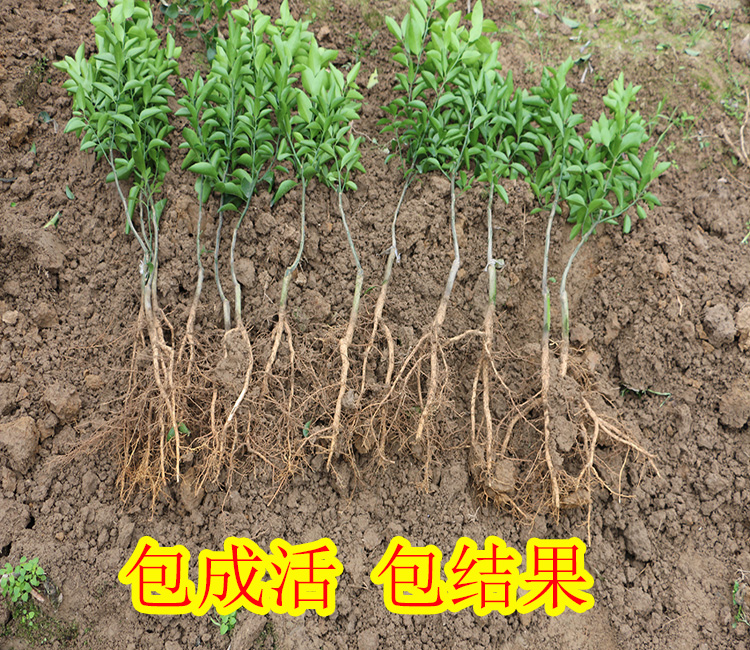 福州哪里有福州贡柑苗出售