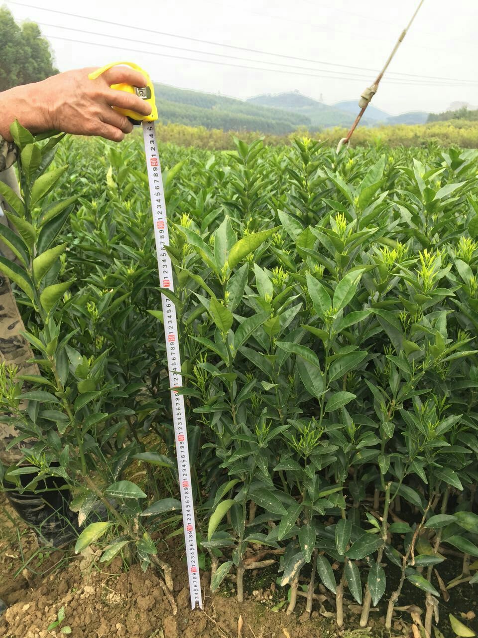 安顺哪里有茂谷柑苗批发基地