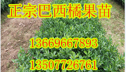重庆哪里有巴西蜜桔苗供应