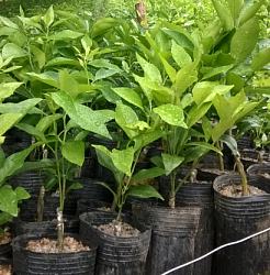 安顺哪里有茂谷柑苗销售