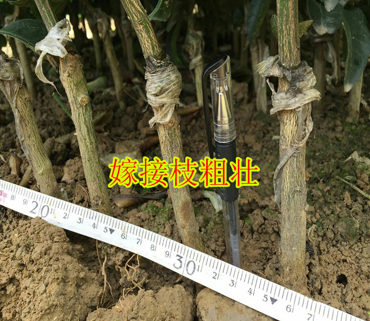 安顺哪里有美国糖桔苗买_安顺美国糖桔苗基地销售