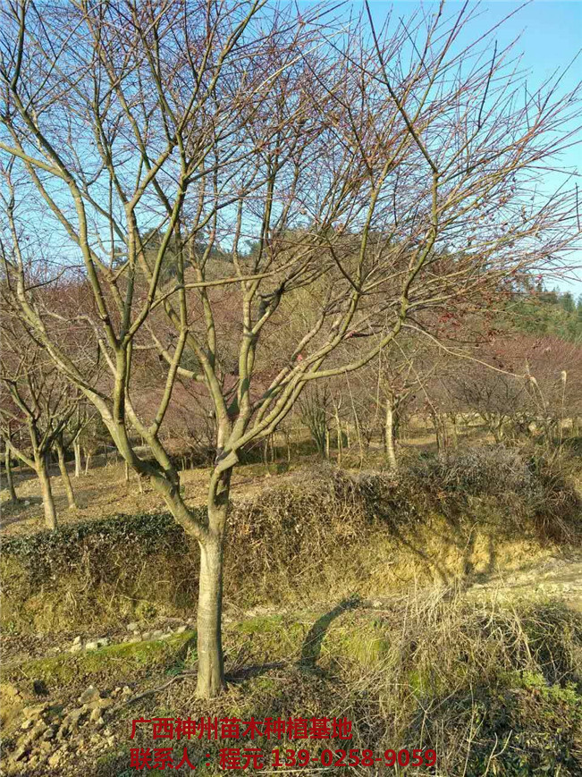桂林红枫价格 桂林红枫基地