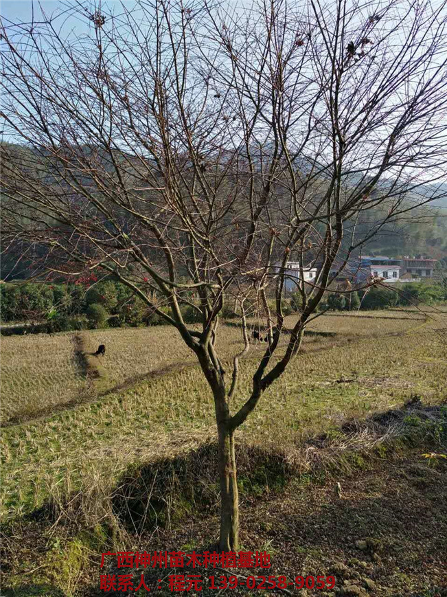 四川红枫价格 四川红枫基地