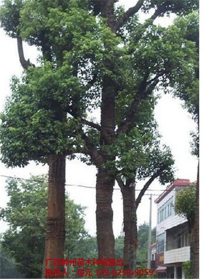 广西香樟价格 广西香樟基地