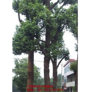 广西香樟价格 广西香樟基地