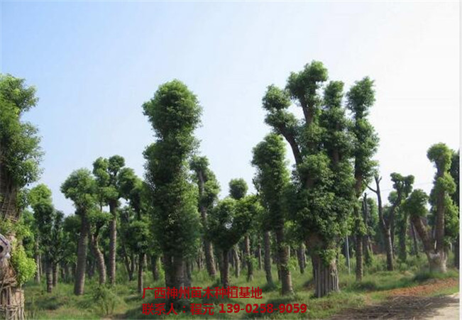 桂林香樟价格 桂林香樟基地