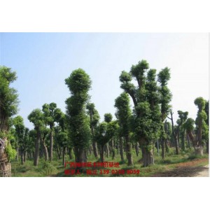 桂林香樟价格 桂林香樟基地