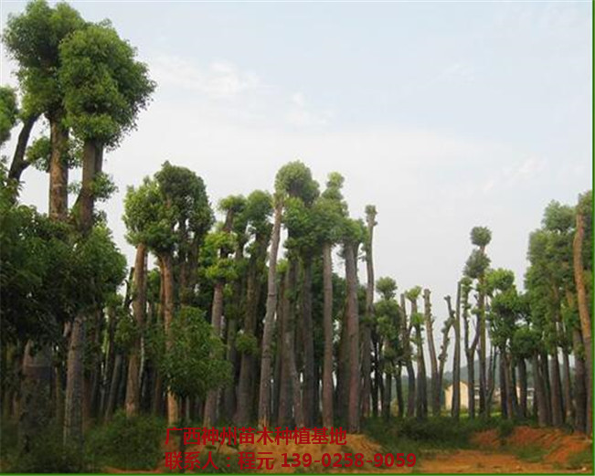 湖南香樟价格 湖南香樟基地