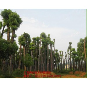 湖南香樟价格 湖南香樟基地