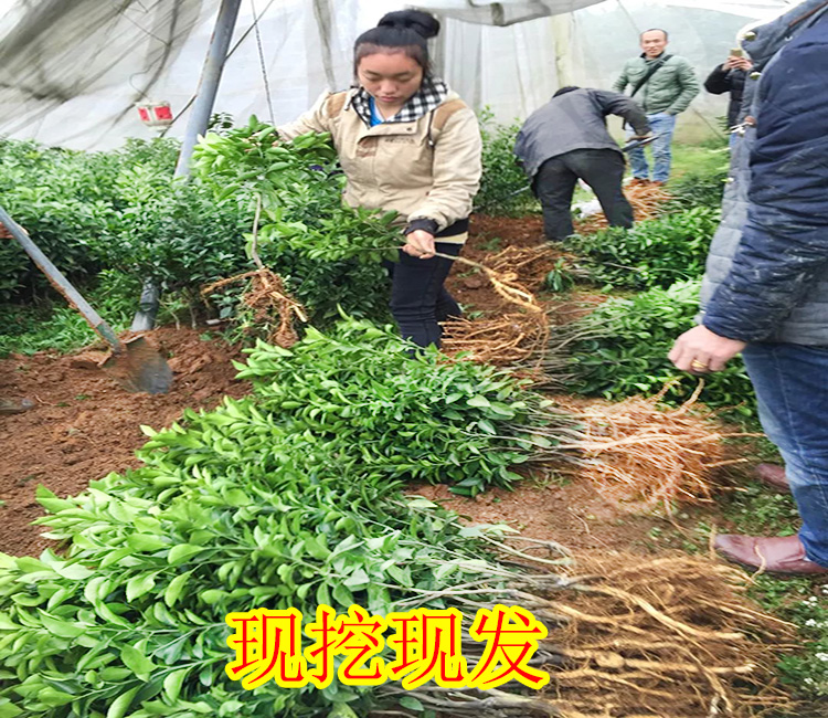 红河哪里有马水橘果苗卖