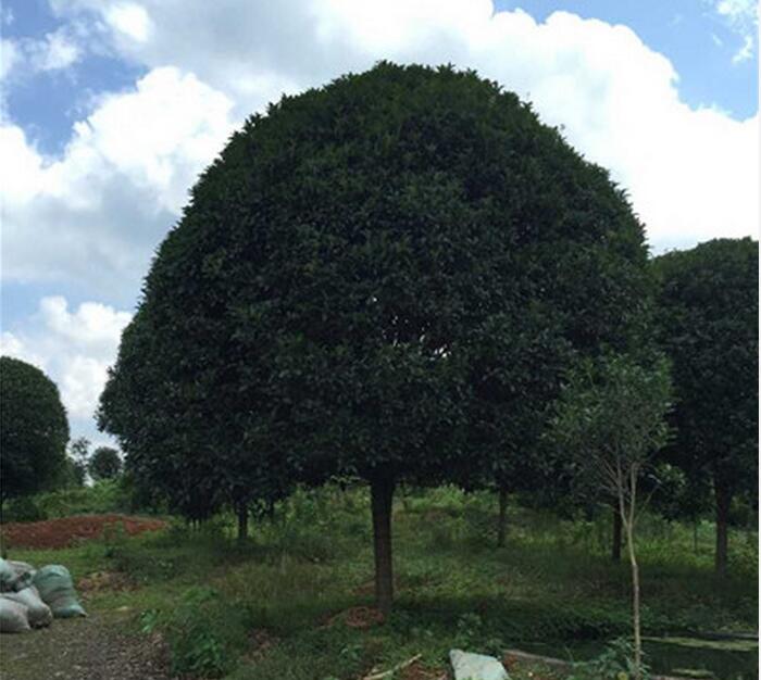 广西桂花树