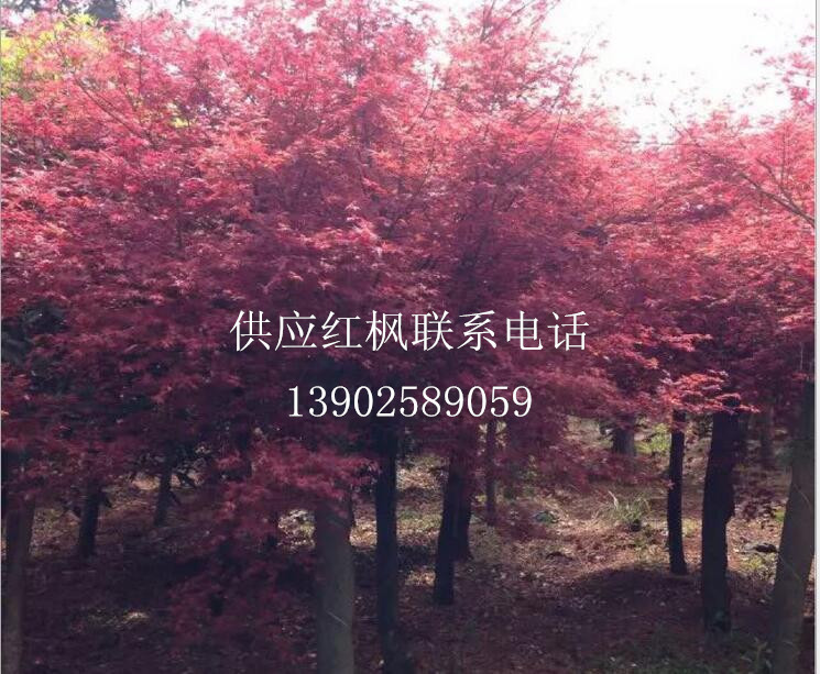 广西红枫