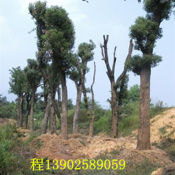 广西香樟树
