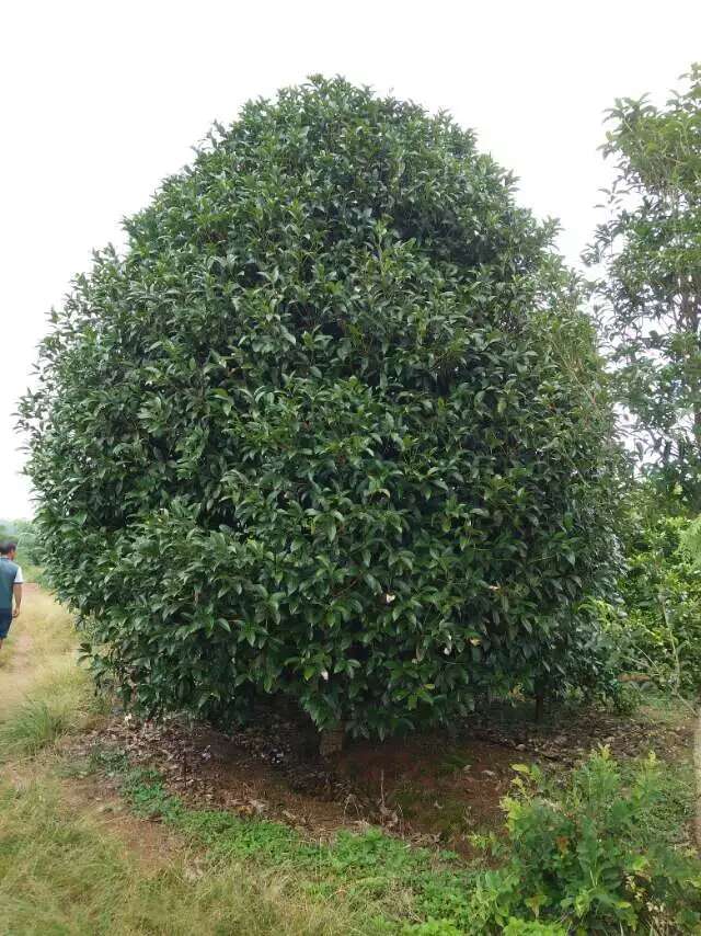 地笼形桂花树