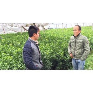 兴义哪里有鹿寨无核蜜橙苗卖