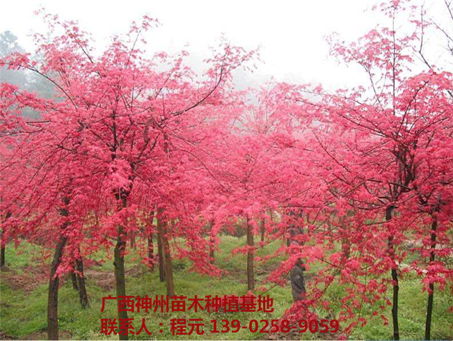 广西优质红枫树供应基地 广西优质红枫树批发价格