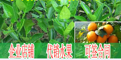 毕节附近哪里有皇帝柑苗批发基地