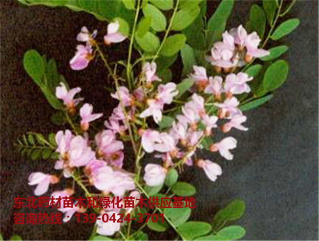 沈阳刺槐树苗基地 大连刺槐树苗批发