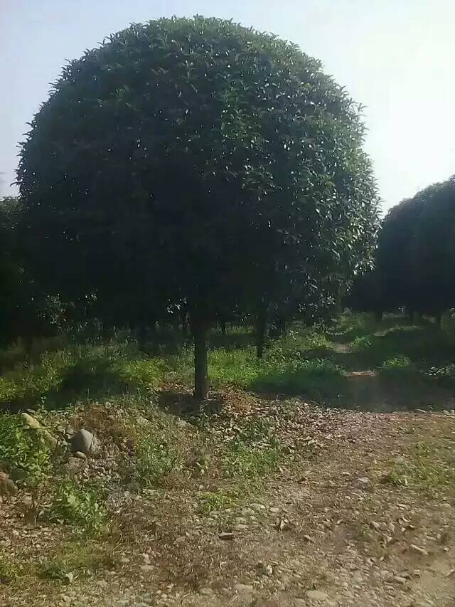 温江桂花树25公分-30公分