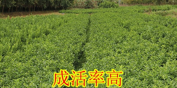 红河哪里有大量柑橘苗供应