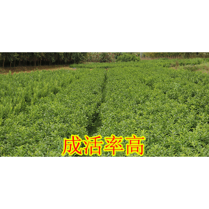 红河哪里有大量柑橘苗供应