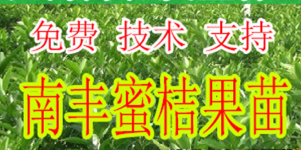 兴义哪里有南丰蜜桔种苗批发