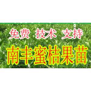 兴义哪里有南丰蜜桔种苗批发