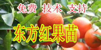 昭通哪里有柑橘新品种东方红苗批发