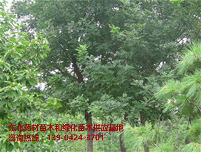 辽宁刺槐苗批发价格 辽宁刺槐苗基地 辽宁优质刺槐苗批发