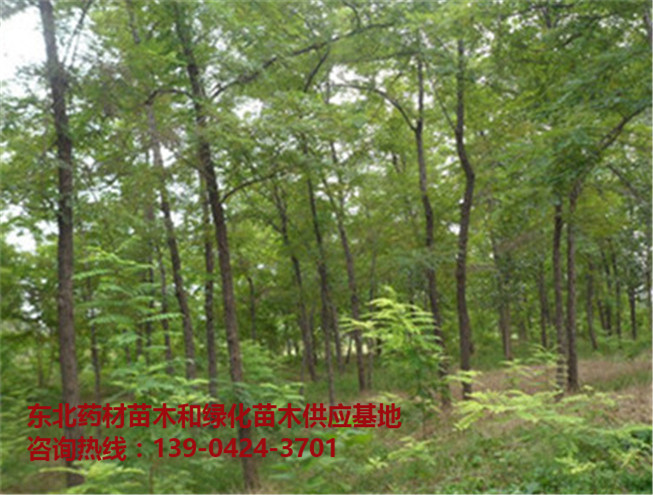 辽宁刺槐苗基地 辽宁优质刺槐苗批发 辽宁刺槐苗批发价格