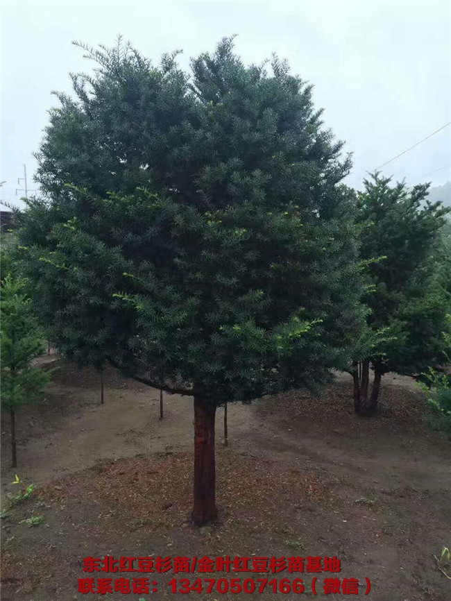 东北红豆杉苗种植基地 东北红豆杉苗价格