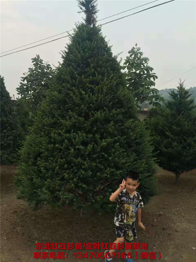 东北红豆杉苗批发 东北红豆杉苗基地