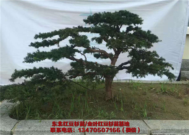 东北红豆杉苗价格 东北红豆杉苗种植基地