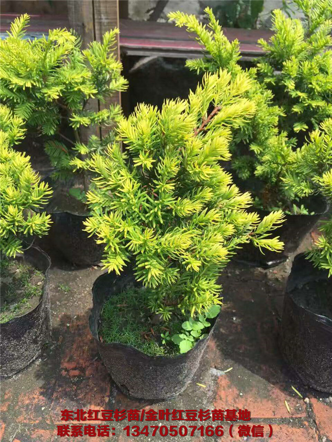 东北金叶红豆杉苗批发价格 东北金叶红豆杉苗种植基地
