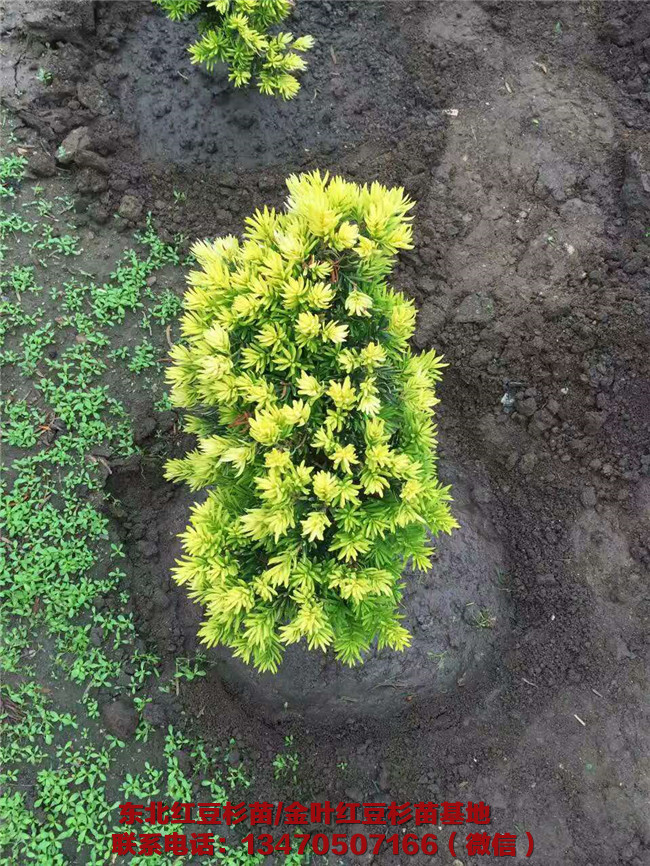 东北金叶红豆杉苗基地 东北金叶红豆杉苗批发价格