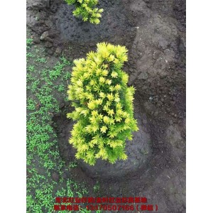 东北金叶红豆杉苗基地 东北金叶红豆杉苗批发价格