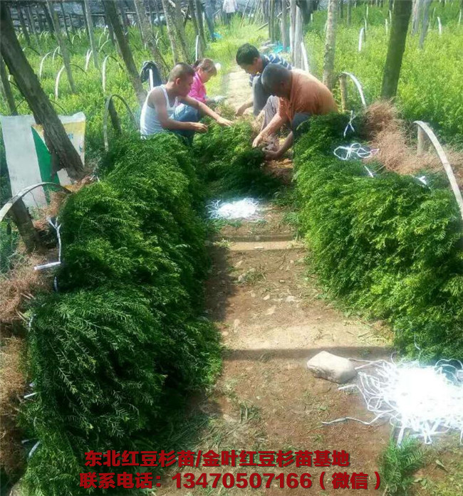 辽宁红豆杉苗批发 辽宁红豆杉苗批发价格
