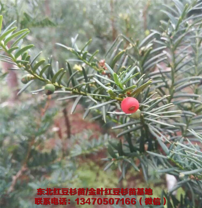 辽宁红豆杉苗批发价格 辽宁红豆杉苗基地