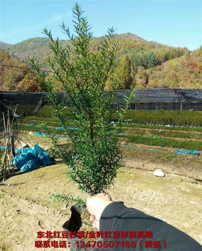 辽宁红豆杉苗基地 辽宁红豆杉苗批发